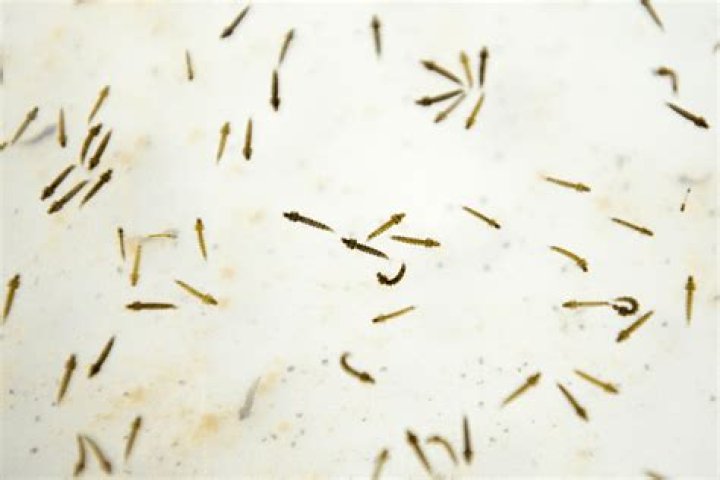 Could malaria be eradicated?