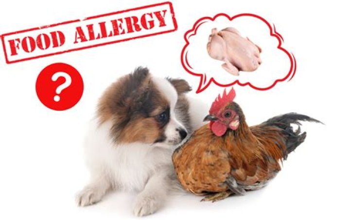 Could my dog be allergic to chicken?