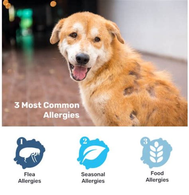 Could my dog be allergic to flea medicine?