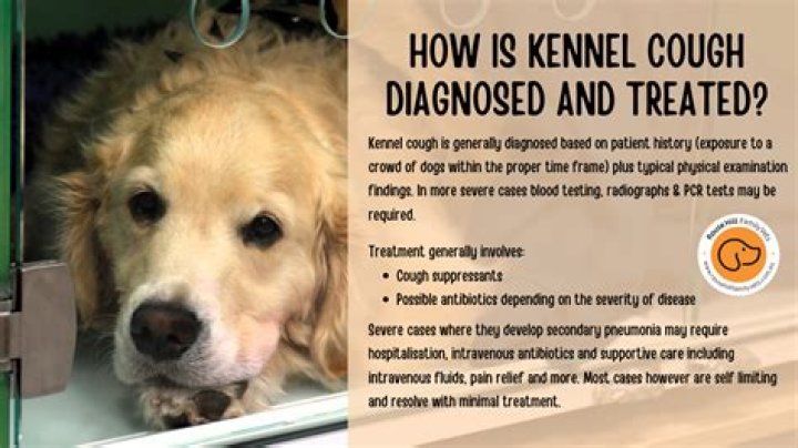Could my dog have kennel cough?