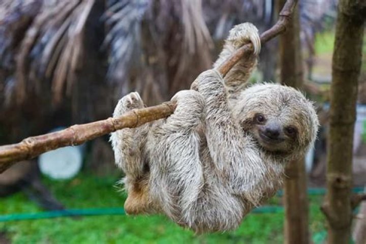 Could you have a sloth as a pet?