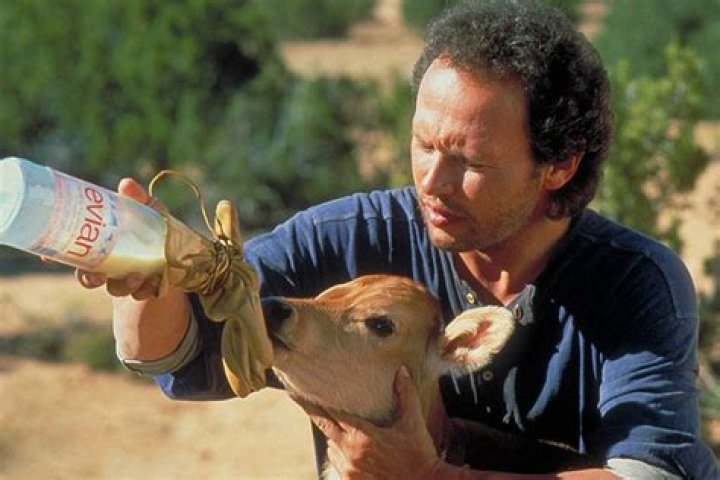 Did billy crystal really deliver a calf?