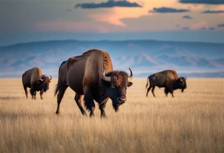 Did buffalo go extinct?