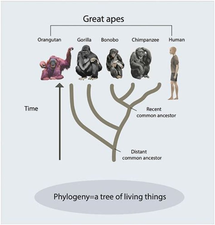 Did chimps evolve from gorillas?