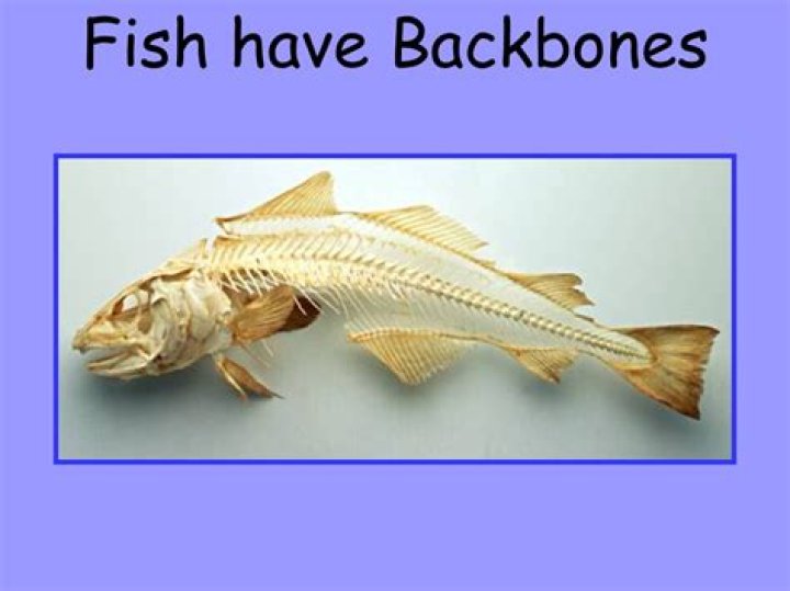 Did fish have backbones?