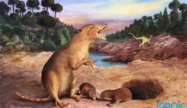 Did humans evolve from a shrew?