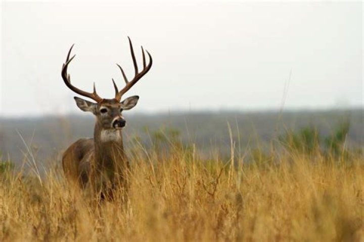 Did michigan lift the deer baiting ban?