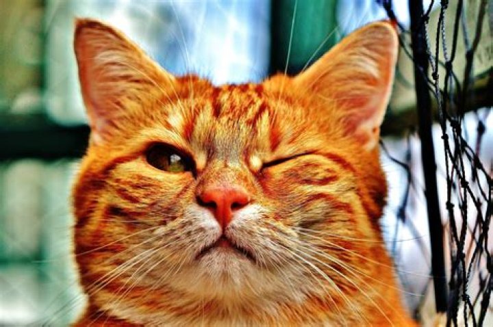Did mozart like to imitate cats?