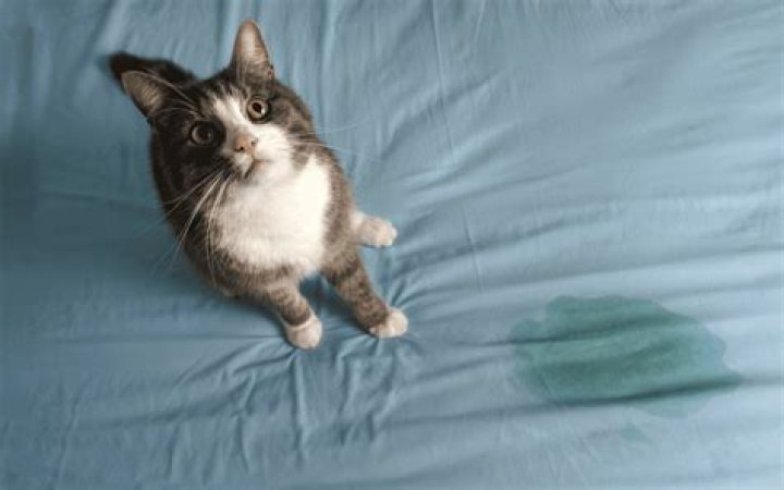 Did my cat pee on the floor?