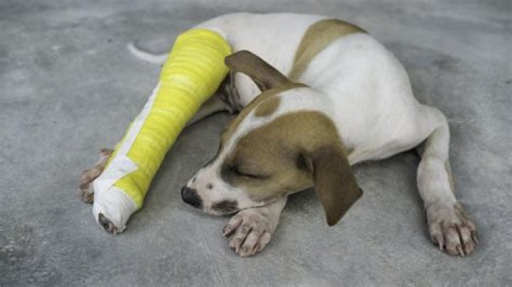 Did my puppy sprained her leg?