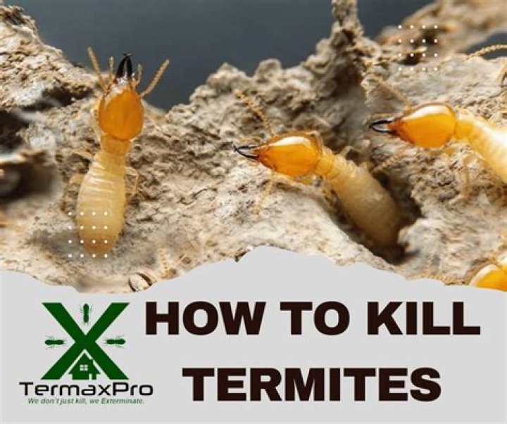 Did oil kill termites?