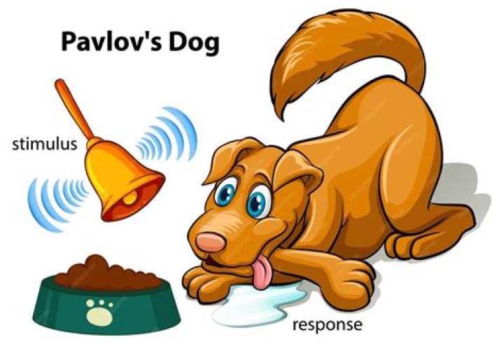 Did pavlov use a bell?