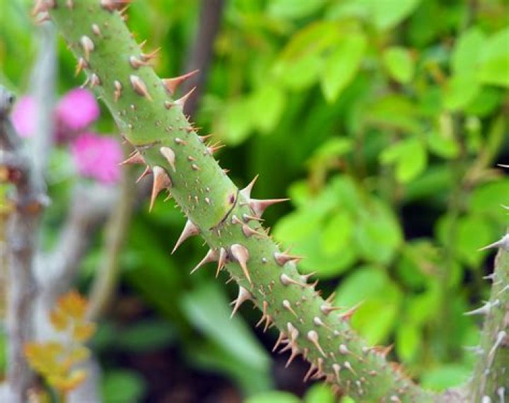 Did plants develop thorns?