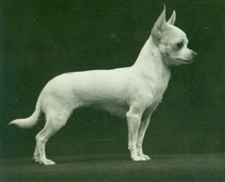 Did prancer the chihuahua get adopted?