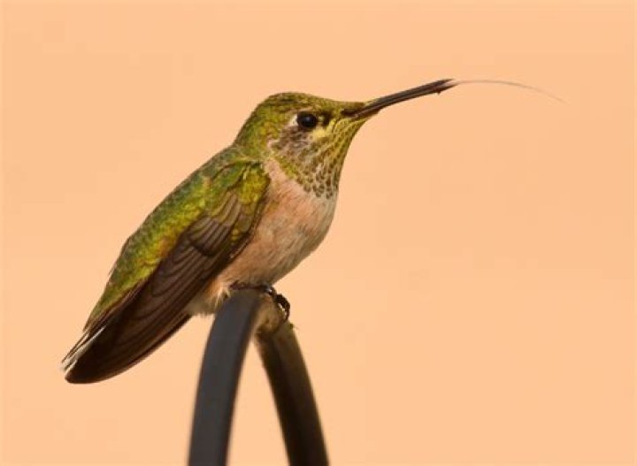 Did romans eat hummingbird tongues?