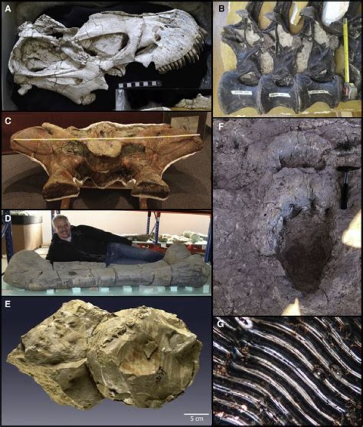 Did sauropods have two brains?