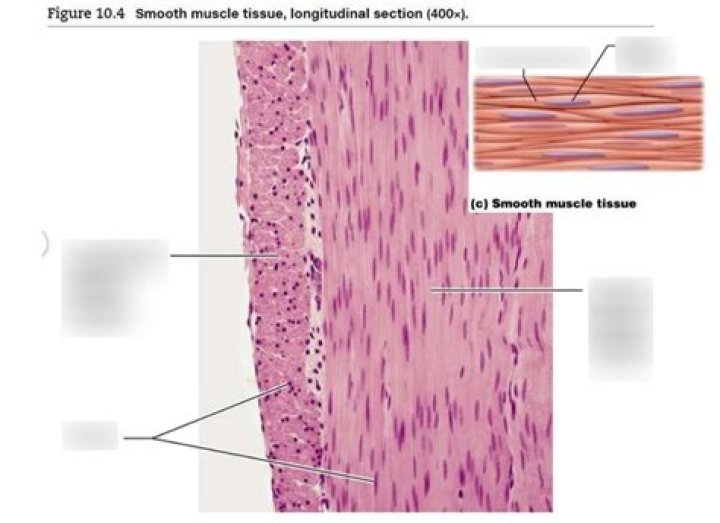Did the alveoli have smooth muscle?
