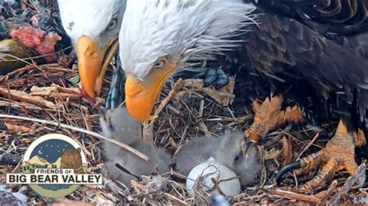 Did the big bear eagle eggs hatch?