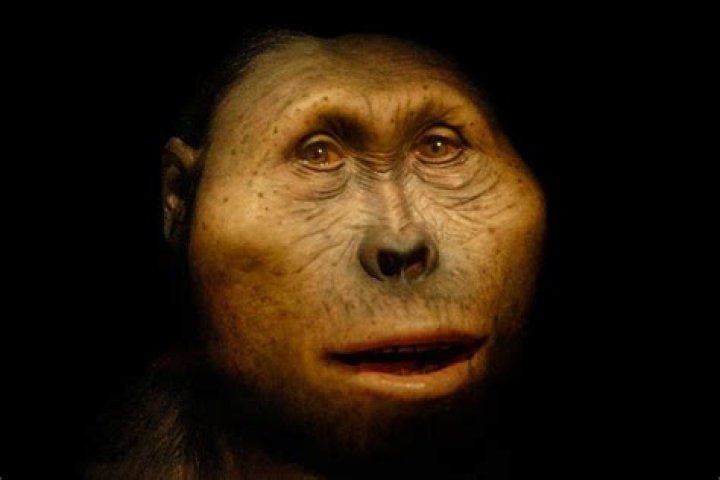 Did the precursors create humans?