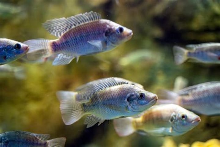 Did tilapia have scales?
