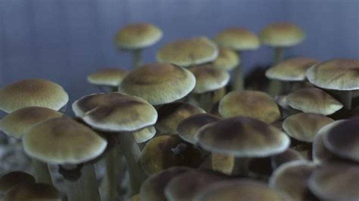 Did vikings eat psychedelic mushrooms?