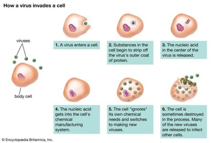 Did viruses come before cells?