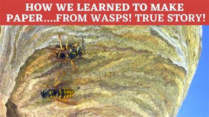 Did wasps create paper?