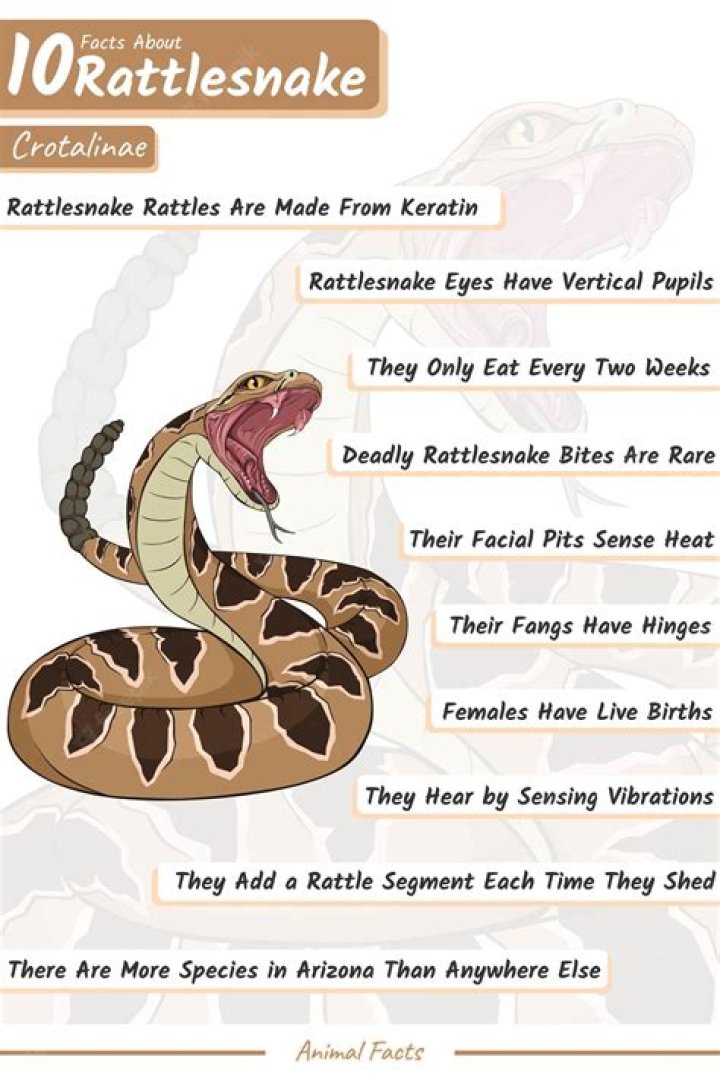 Did you know facts about rattlesnakes?