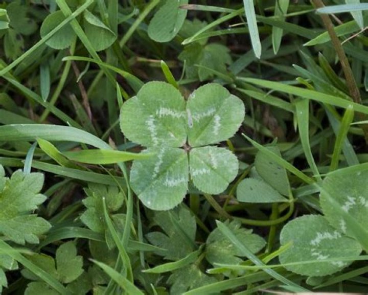 Do 4 leaf clovers actually exist?