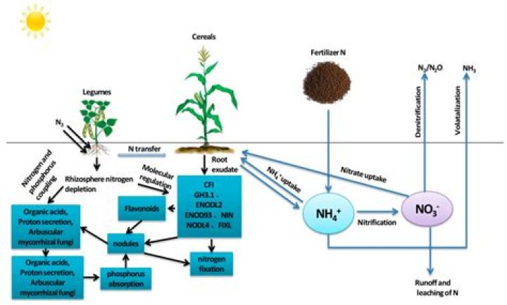 Do acacias fix nitrogen?