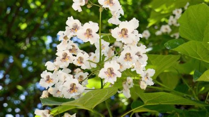 Do all catalpa trees flower?