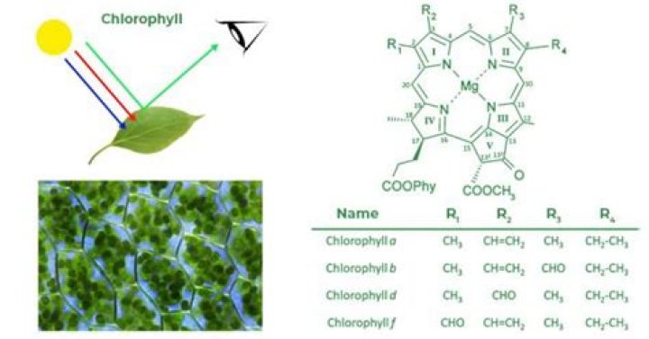 Do all cells contain chlorophyll?