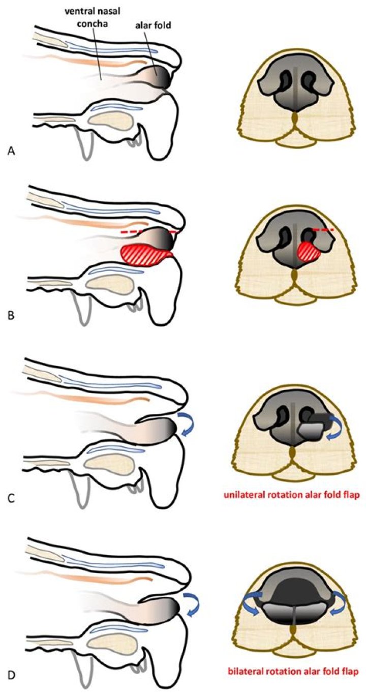 Do all pugs have stenotic nares?