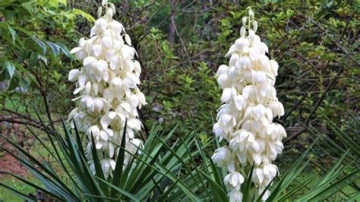 Do all yucca plants flower?