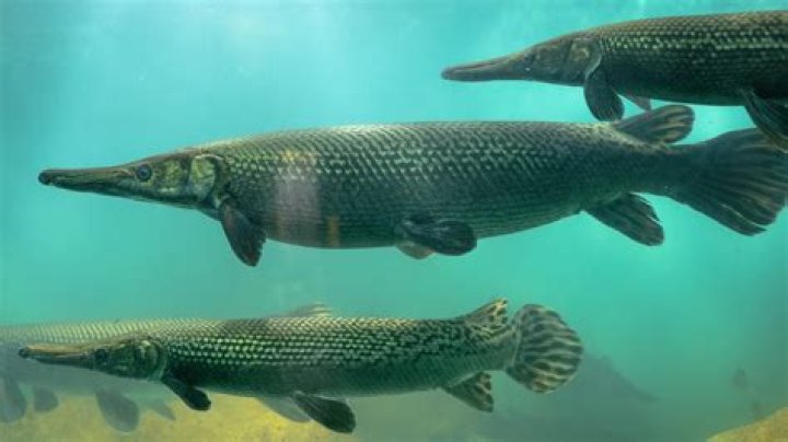 Do alligator gar breathe air?