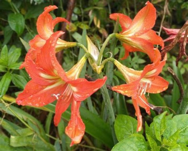 Do amaryllis need full sun?