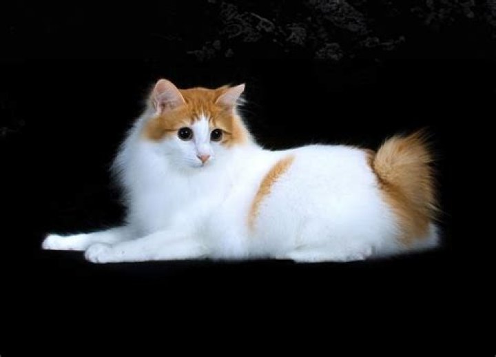 Do american bobtails shed?