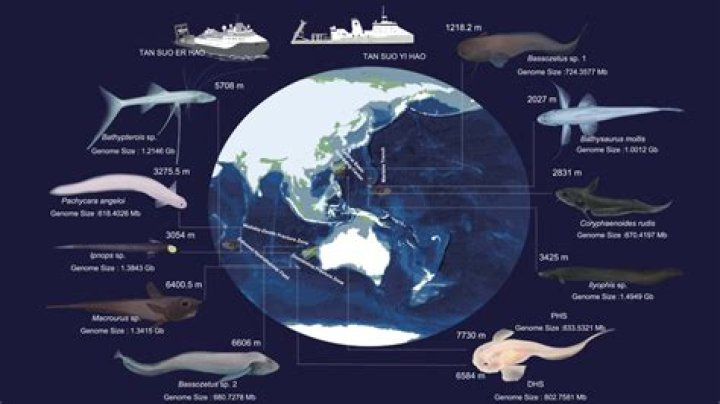Do amoebas live in cold water?