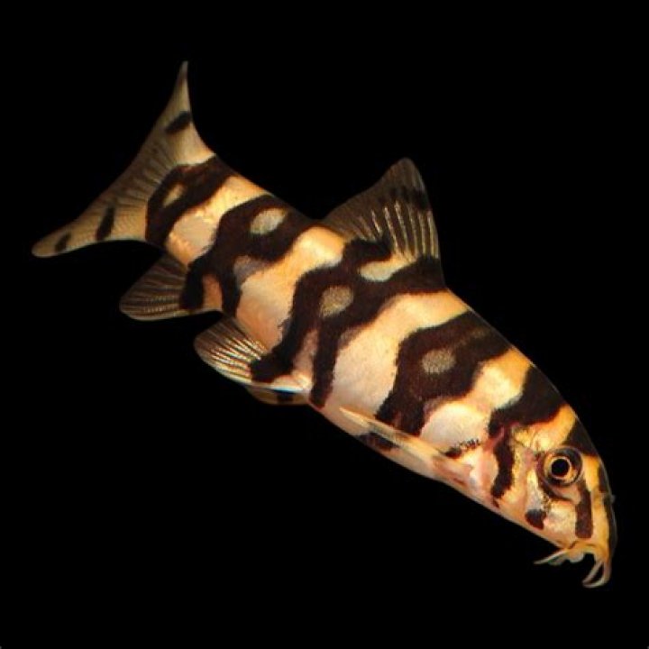 Do angelicus botia eat snails?