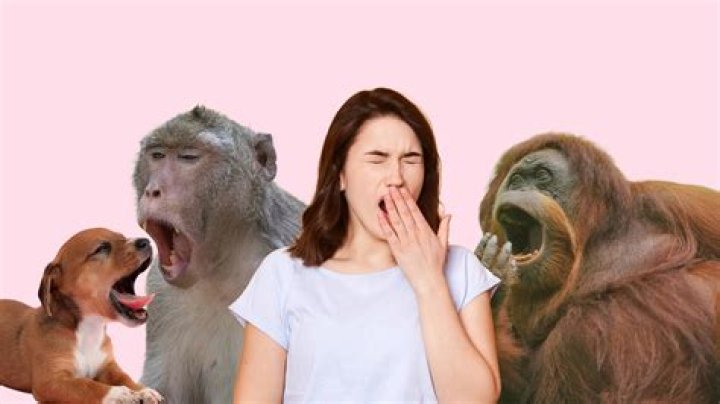 Do animals catch yawns?