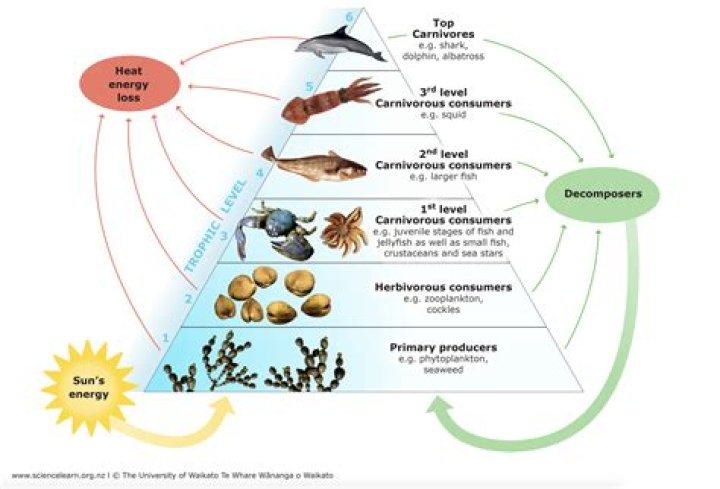 Do animals have heterotrophs?