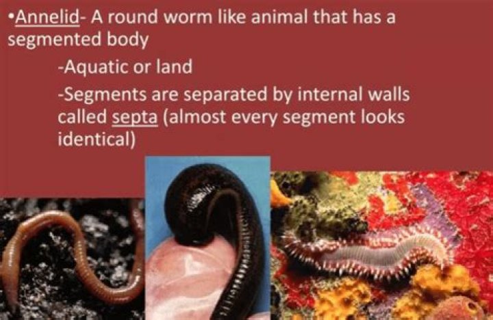 Do animals have segmented body?