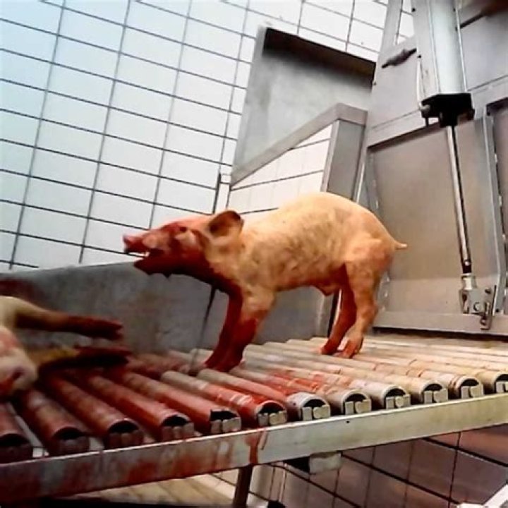 Do animals suffer when they are slaughtered?