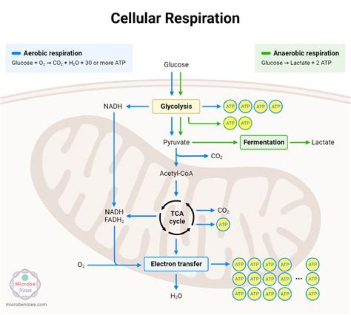 Do animals use cellular respiration?