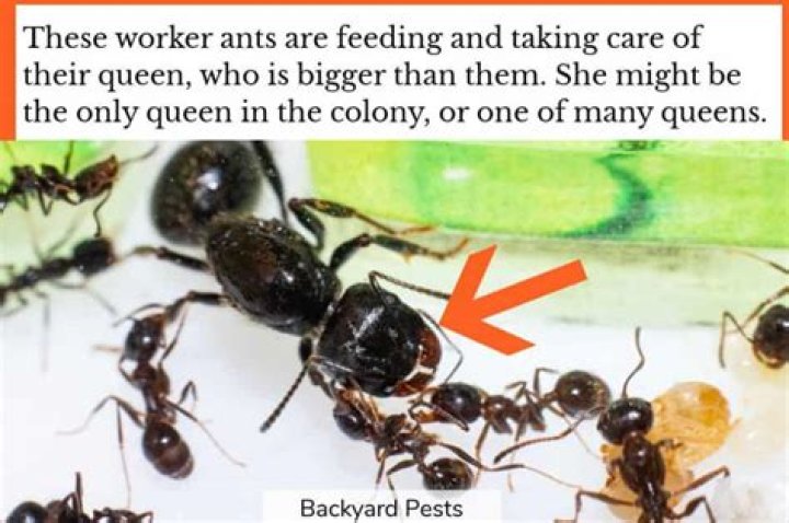 Do ant colonies have a queen?