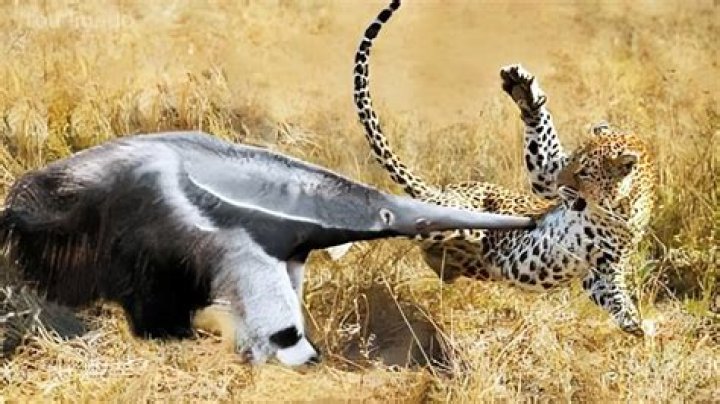 Do anteaters attack humans?