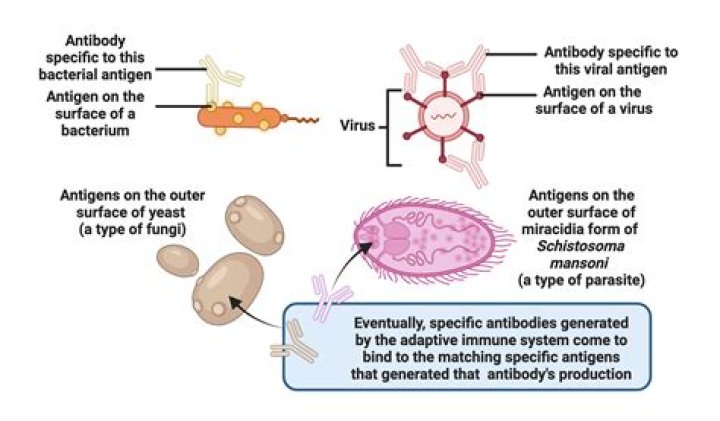 Do antibodies immobilize bacteria?