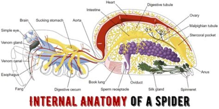 Do arachnids have brains?