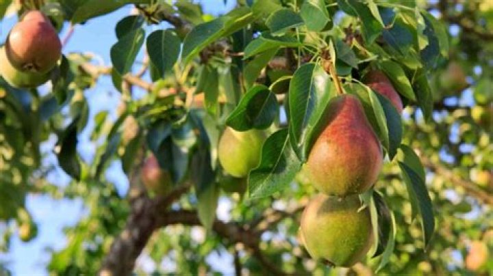Do aristocrat pear trees smell?