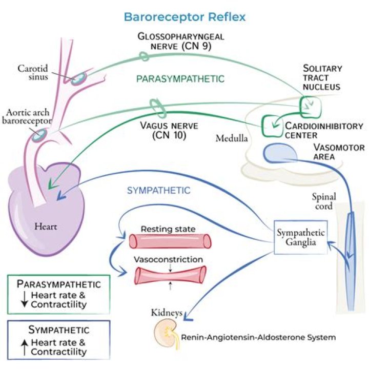 Do baroreceptors increase or decrease bp?
